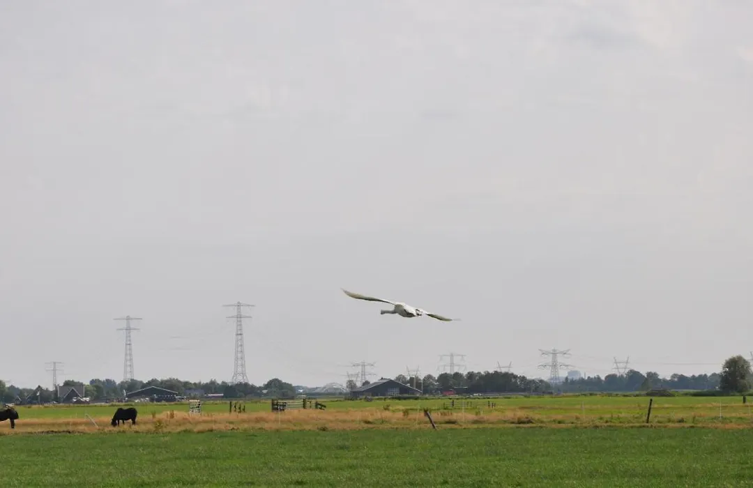 Your Cozy Waggon At The Cows' Paradise-1